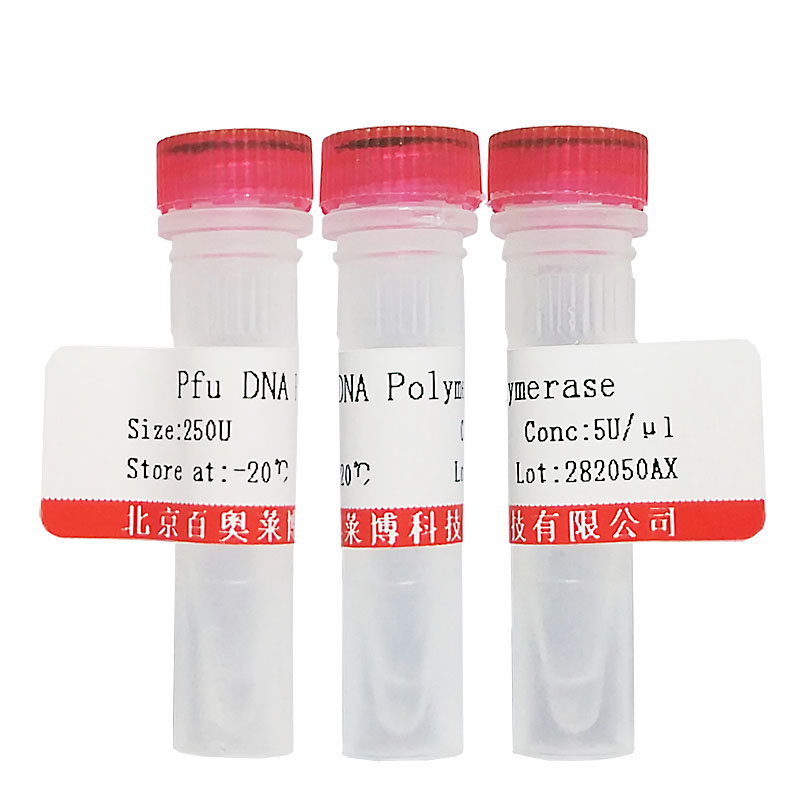 Pfu DNA聚合酶图片